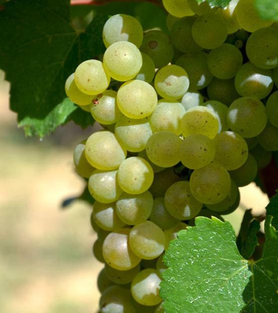 Gite Vigneron Du Domaine D'Alon Magrie Exterior foto